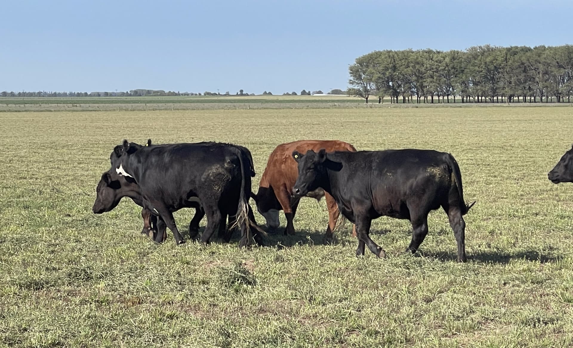 Carne de vacuno argentina de máxima calidad