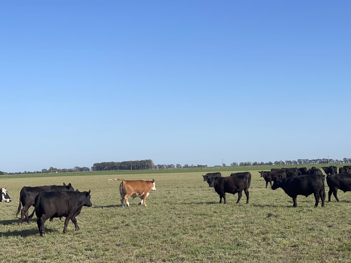 Carne de vacuno argentina