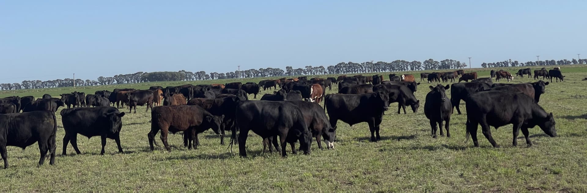  Carnes argentinas para España y Europa