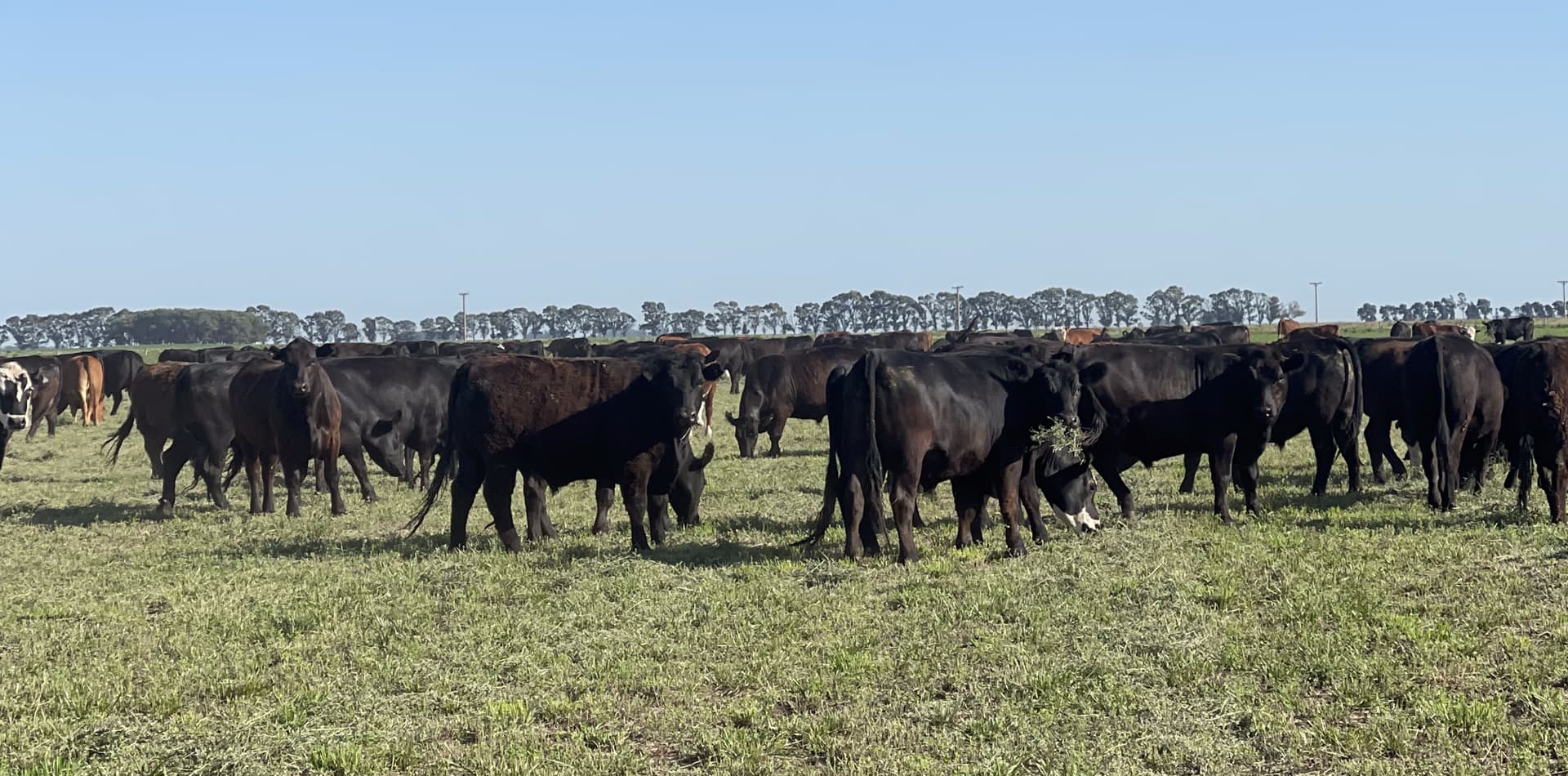 Contactar con Argentina Essence carne argentina en Lugo